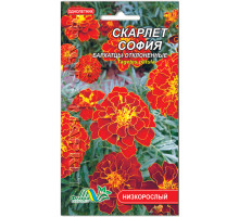 Семена цветов бархатцы Скарлет София Флора маркет