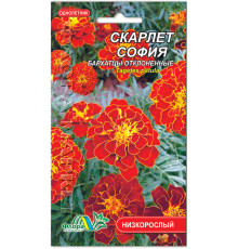 Семена цветов бархатцы Скарлет София Флора маркет