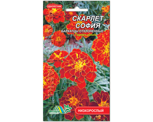 Насіння квітів чорнобривці Скарлет Софія Флора маркет
