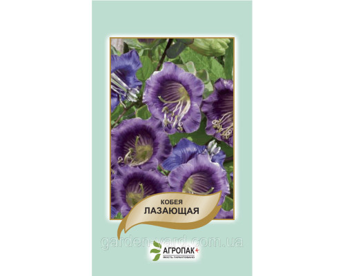 Насіння квітів Кобея лазающая 10шт. Агропак плюс