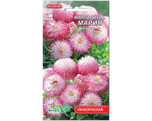 Семена цветов Маргаритка Мария  Флора маркет