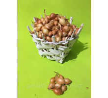 Лук севок Стурон  Голландия  500 г