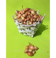Лук севок Стурон  Голландия  500 г
