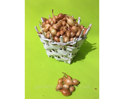 Лук севок Стурон  Голландия  500 г